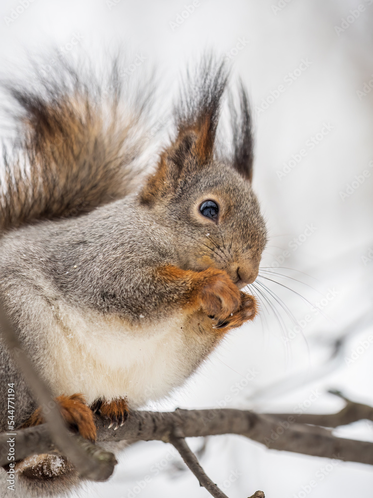Fototapeta premium The squirrel with nut sits on tree in the winter or late autumn