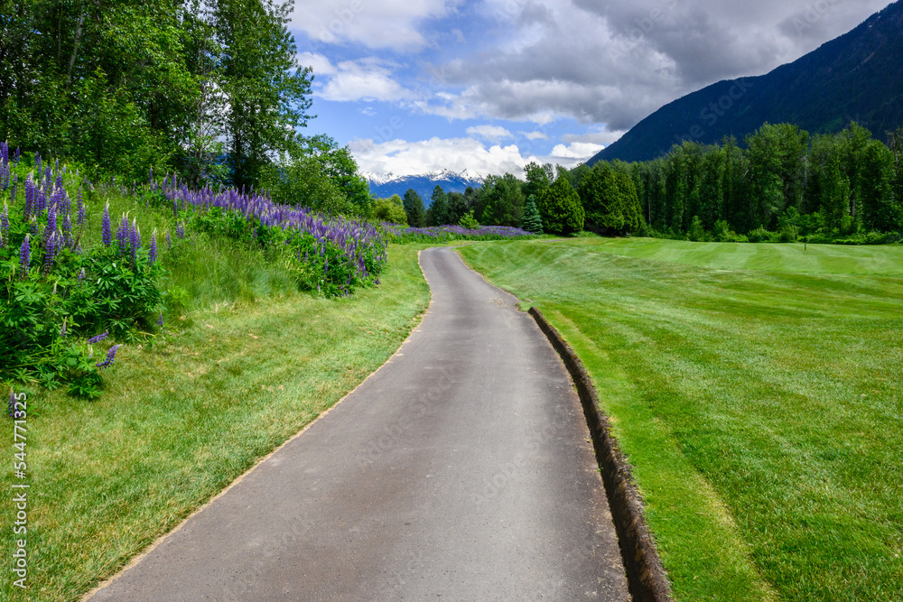 Fototapeta premium Golf course cart path between fairway and wildflower border of blooming lupine, BC, Canada 