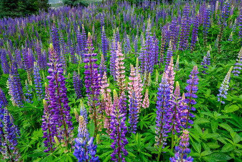 Closeup of colorful blue  purple  and pink lupine wildflowers blooming  as a nature background 