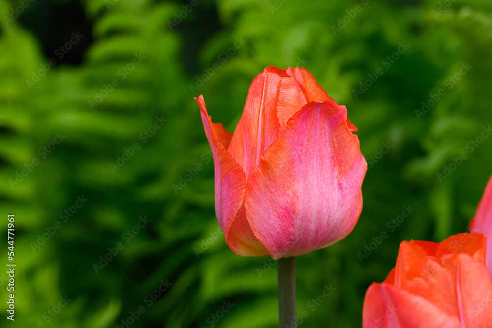 Closeup of pink orange tulip blooming against a green fern frond background
