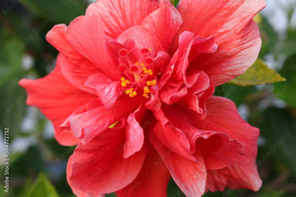 Obraz premium red hibiscus flowers sensitive focus