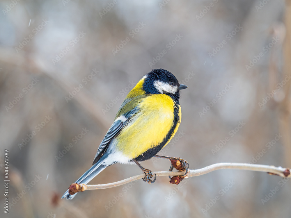 Obraz premium Cute bird Great tit, songbird sitting on a branch without leaves in the autumn or winter.
