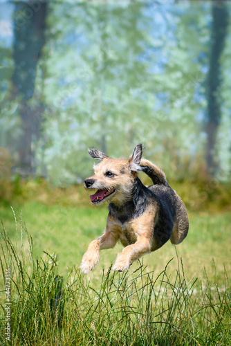Border terrier running in field