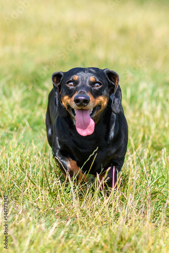 Miniature dachshund running in field
