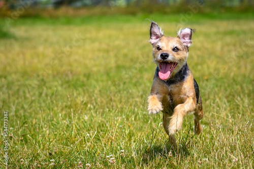 Border terrier running in field