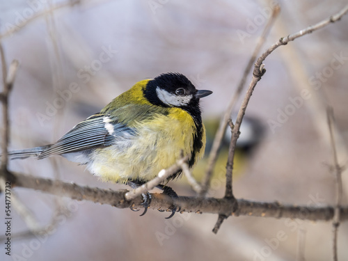 Cute bird Great tit, songbird sitting on a branch without leaves in the autumn or winter.