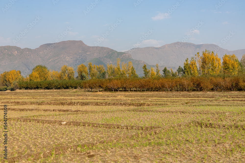 colorful autumn view of poplar trees and agriculture fields in autumn winter season in the swat valley of Pakistan colorful autumn view of poplar trees and agriculture fields in autumn winter season in the swat valley of Pakistan