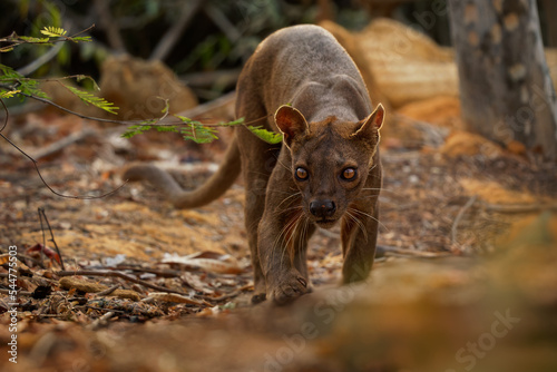 Fossa - Cryptoprocta ferox long-tailed mammal endemic to Madagascar, family Eupleridae, related to the Malagasy civet, the largest mammalian carnivore and top or apex predator on Madagascar photo