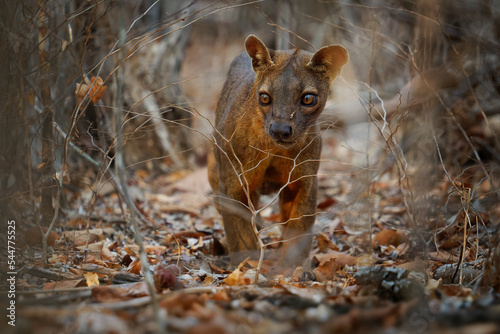 Fossa - Cryptoprocta ferox long-tailed mammal endemic to Madagascar, family Eupleridae, related to the Malagasy civet, the largest mammalian carnivore and top or apex predator on Madagascar photo