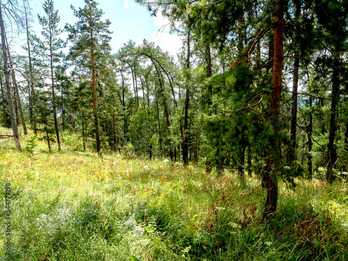 Fototapeta Naklejka Na Ścianę i Meble -  trees growing on the mountainside in summer
