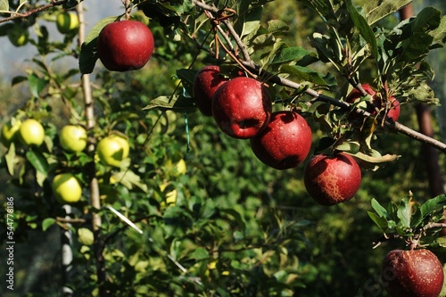 apples ready to be picked