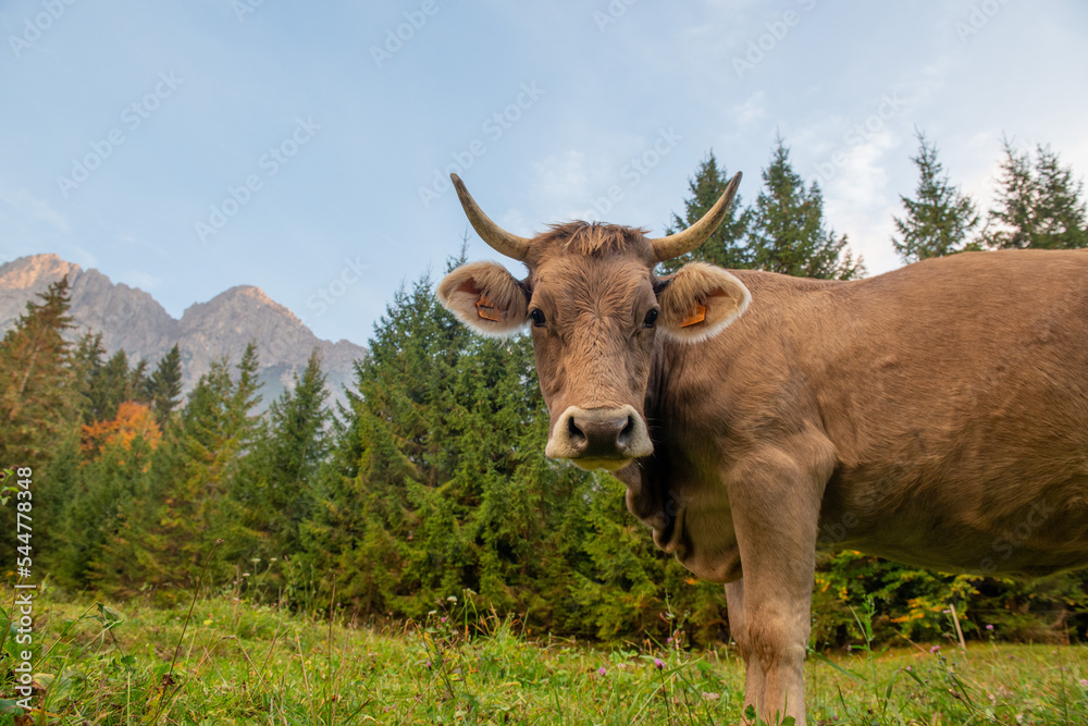 Cow grazing in the mountain Cow grazing in the mountain
