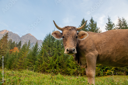 Fototapeta Naklejka Na Ścianę i Meble -  Cow grazing in the mountain