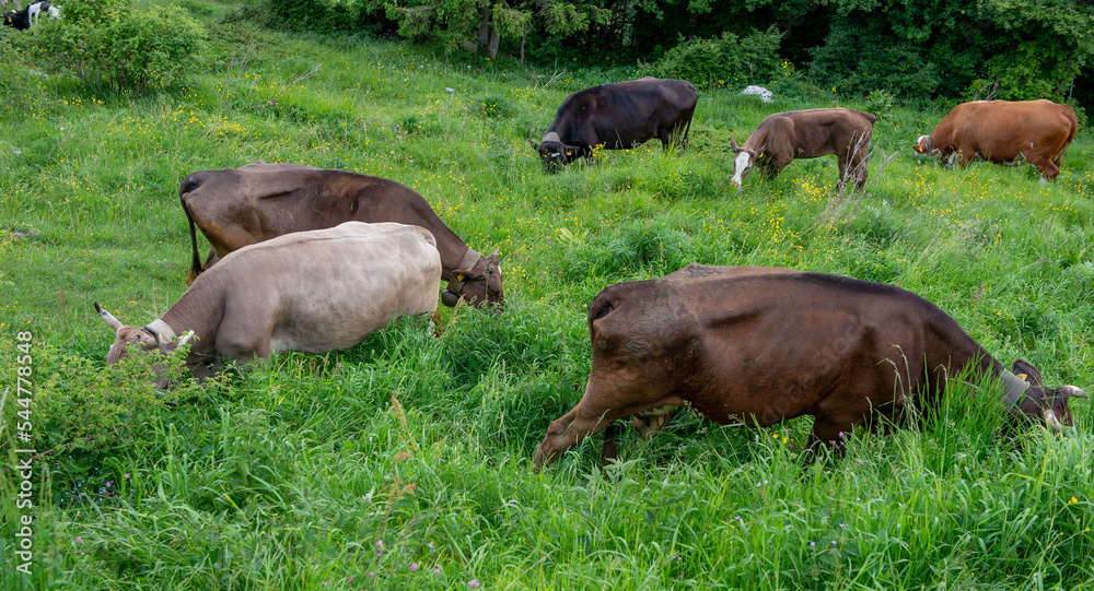 Herd grazing on the mountain pasture Herd grazing on the mountain pasture