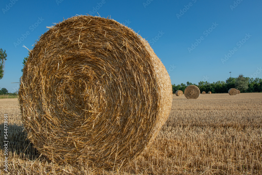 Haystacks on the field