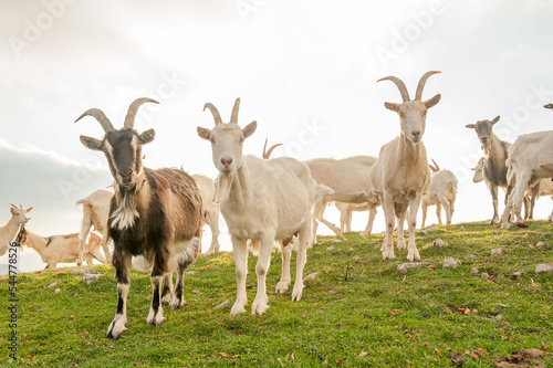 Goats in high mountain pasture