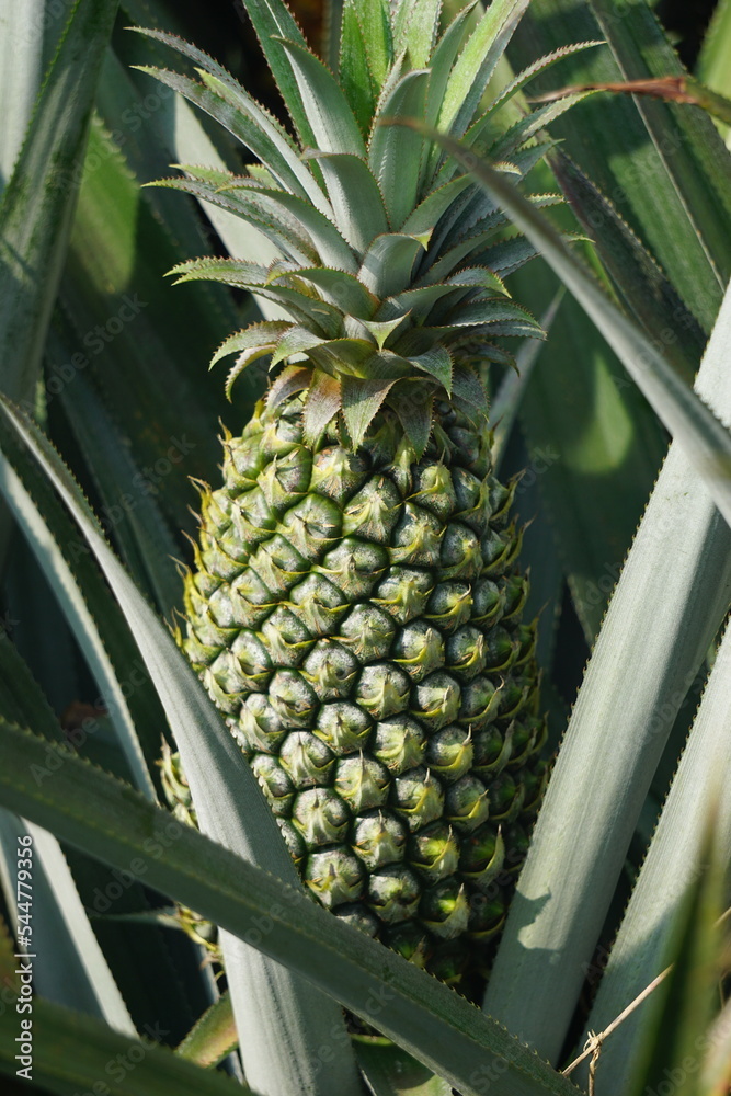 Pineapple tree (Ananas comosus) with a natural background. Exotic tropical fruit. Indonesian call it nanas