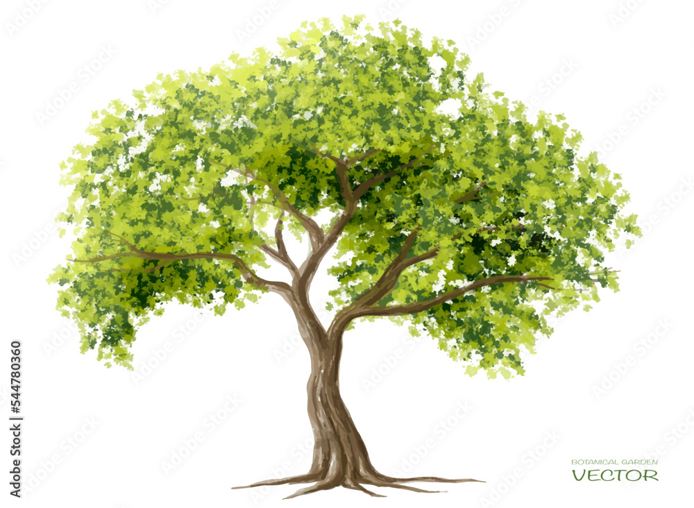 Vector watercolor of tree side view isolated on white background for landscape and architecture drawing, elements for environment and garden, painting botanical for section and elevation