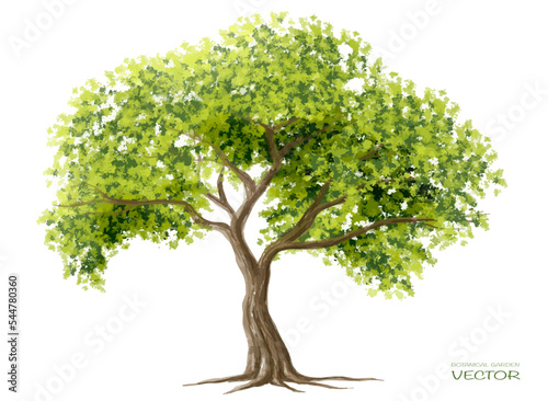 Vector watercolor of tree side view isolated on white background for landscape and architecture drawing, elements for environment and garden, painting botanical for section and elevation
