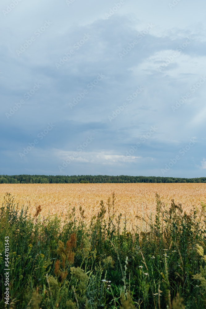Gold wheat field against thunder dark blue sky, calm and natural background. Agriculture concept
