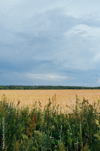 Gold wheat field against thunder dark blue sky  calm and natural background. Agriculture concept