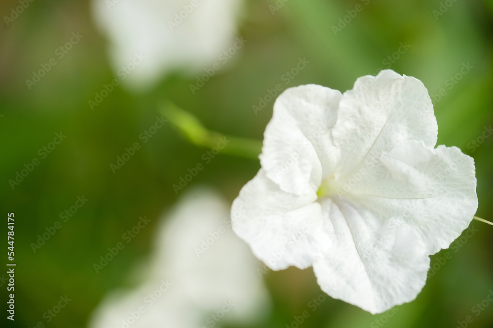 white flower in the garden white flower in the garden