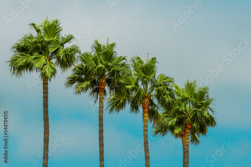 palmtree of LAX photo