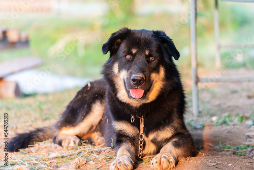 Thai black mixed breed dog close up