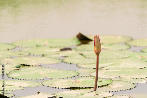 The lotus is blooming in the swamp.