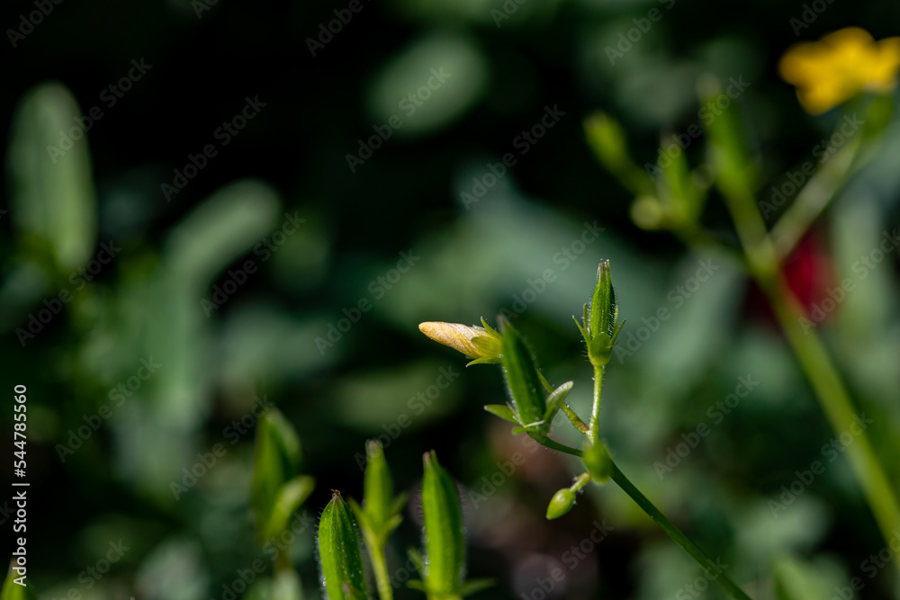 Oxalis dillenii flower growing in meadow