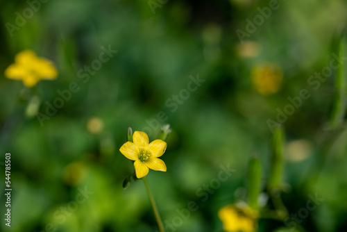 Oxalis dillenii flower growing in meadow photo