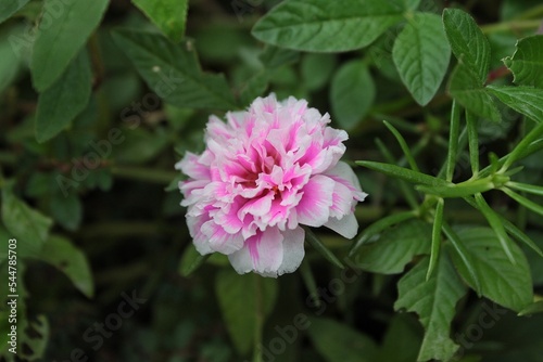 Flower Grandiflora, japanese rose. Beautiful sun plant.