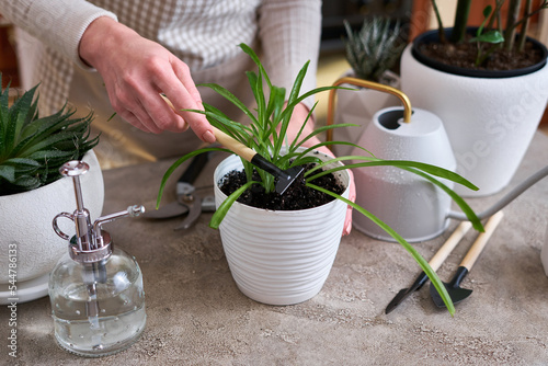Potted House plants with gardening tools on concrete table