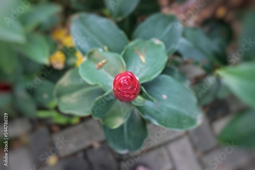 Costus Spicatus, also known as Spiked Spiral Flag or Indian Head Ginger or at the yard