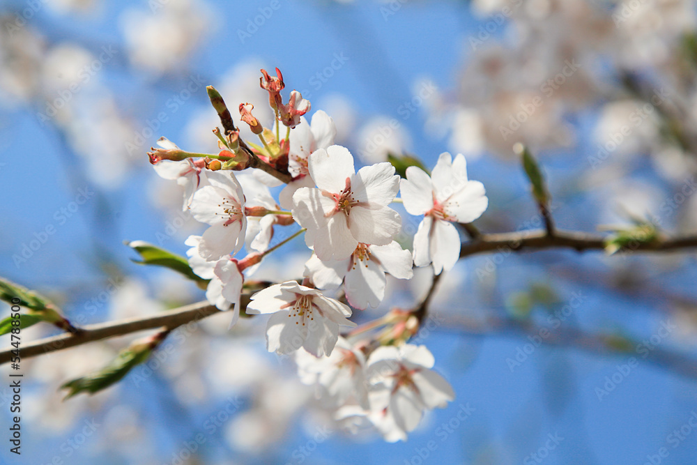 Yama sakura cherry tree, The cherry blossoms against the bright blue sky Yama sakura cherry tree, The cherry blossoms against the bright blue sky