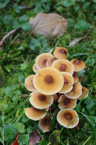 Autumnnal background. Many Honey Fungus in to the forest. Armillaria mellea on autumn season