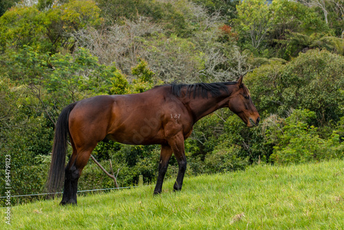 Horses on green grass field 