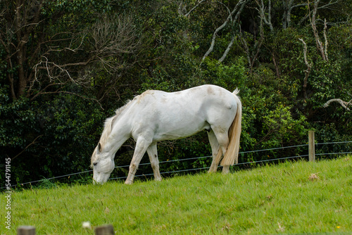 Horses on green grass field 