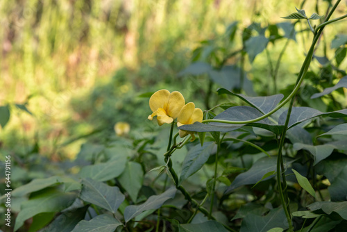 Nature  in the Mekorot HaYarkon Gan Leumi Yarkon, located near the city of Petah Tikva in the center of Israel photo