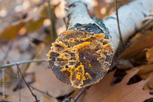 Stereum hirsutum, false turkey tail fungus on tree closeup selective focus photo