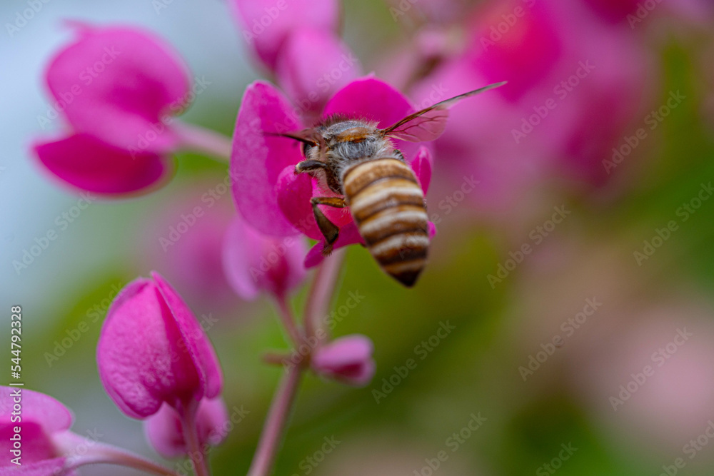 Honey Bee in pink flower finding honey inside of pink flower Honey Bee in pink flower finding honey inside of pink flower