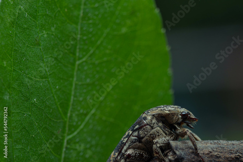 Mango flower Bettle aka Mottled flower cetonid (Protaetia fusca) photo