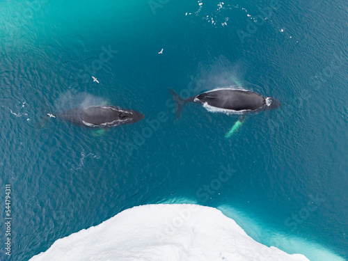 Ballenas yubartas descansando entre los icebergs a vista de drone. photo