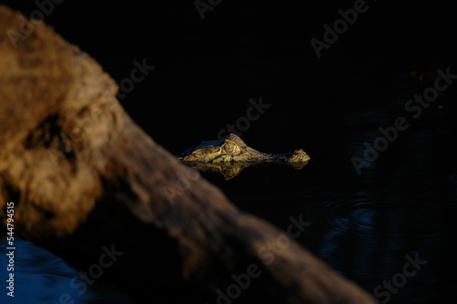 Aligator cayman crocodile rurrenabaque Bolivia Amazonas dschungle photo