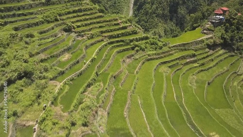 Aerial view of Rice Terraces in the Philippines. The Banaue Rice Terraces are terraces carved in the Banaue, Ifugao, Philippines, by the ancestors of the Igorot people. photo