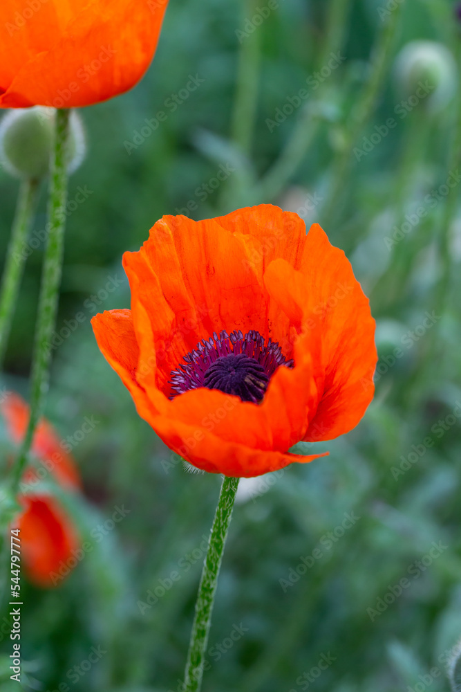 Blooming orange flower of oriental poppy on a green background macro photography on a summer day. Large papaver orientale with red petals close-up photo in summertime.