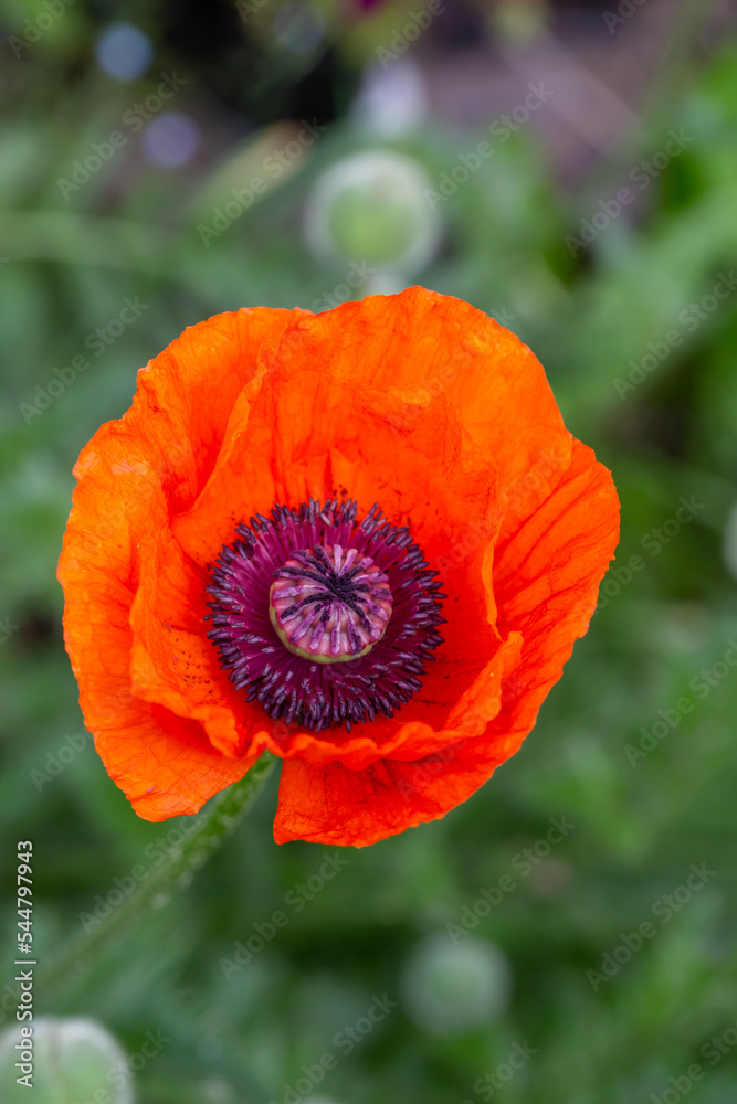Blooming orange flower of oriental poppy on a green background macro photography on a summer day. Large papaver orientale with red petals close-up photo in summertime. Blooming orange flower of oriental poppy on a green background macro photography on a summer day. Large papaver orientale with red petals close-up photo in summertime.