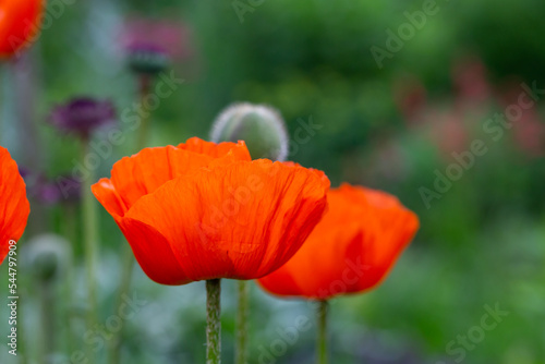 Blooming orange flower of oriental poppy on a green background macro photography on a summer day. Large papaver orientale with red petals close-up photo in summertime.