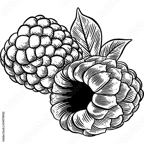 Hand drawn Raspberries with Leaves Sketch Illustration
