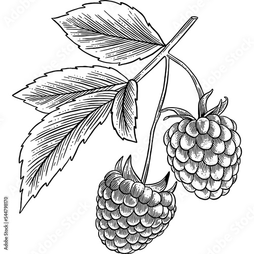 Hand drawn Raspberry Plant Sketch Illustration